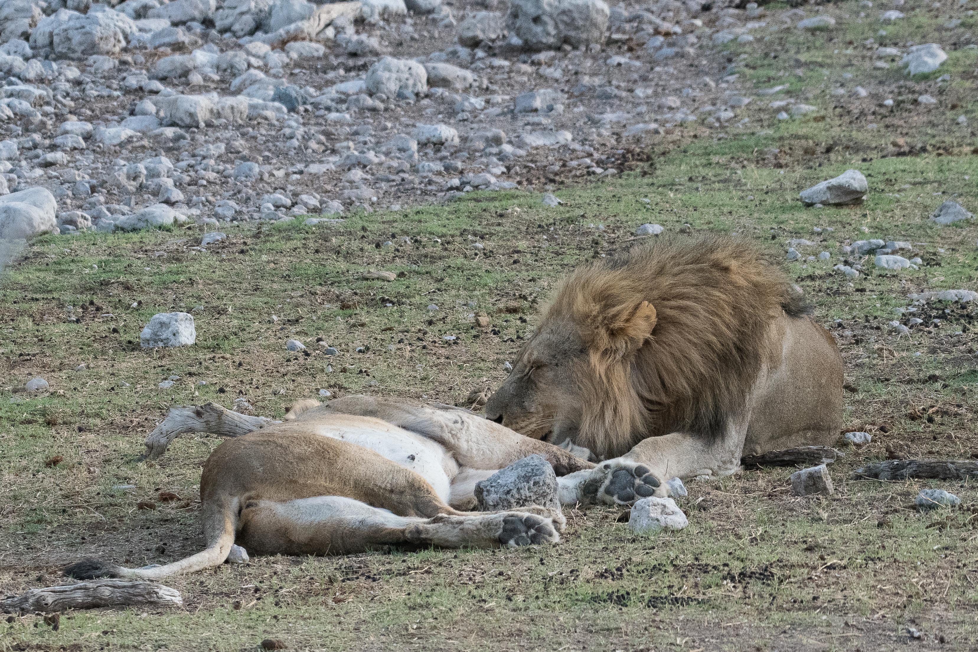Le lion flaire la seconde lionne, cherchant probablement à déceler chez elle aussi l'émission de phéromones qui signeraient le début de sa propre période fertile, voire déjà l'imminence de son ovulation. Namutoni, Etosha, Namibie